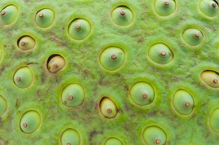 Closeup to Seed of Lotus Background Texture の写真素材