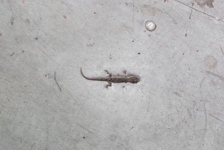 Incomplete Print of Lizard/ Flat-Tailed House Gecko/ Hemidactylus Platyurus on Concrete Floorの写真素材