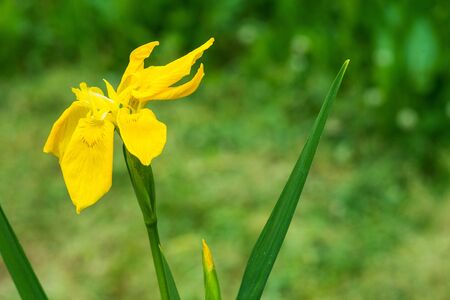 Kishoub of a fresh yellow flower.の写真素材