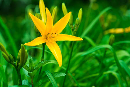 Hemelocalis flowers.