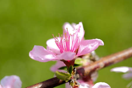 Peach blossomsの写真素材