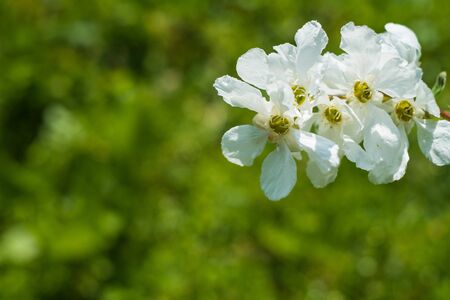 Exochorda racemosaの写真素材