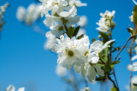 Exochorda racemosa