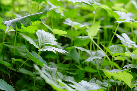 Three-leaved. Japanese vegetables.の写真素材