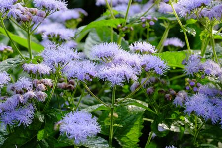 Ageratum.の写真素材