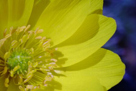 Adonis ramosa.の写真素材