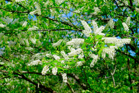 Padus / (Prunus grayana)