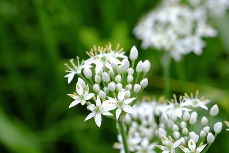 Flower of leek.