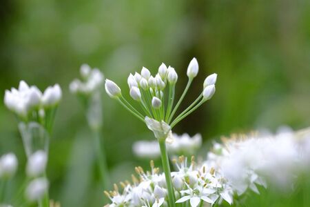 Flower of leek.の写真素材