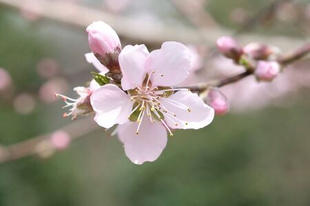 Peach blossomsの写真素材