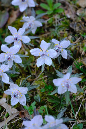 Shibateranthis small and cute flowers bloom in late winter