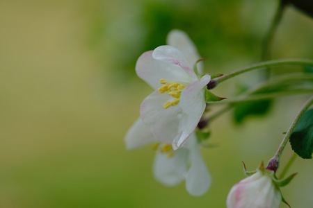 Little Apple called the crabapple blossomsの写真素材