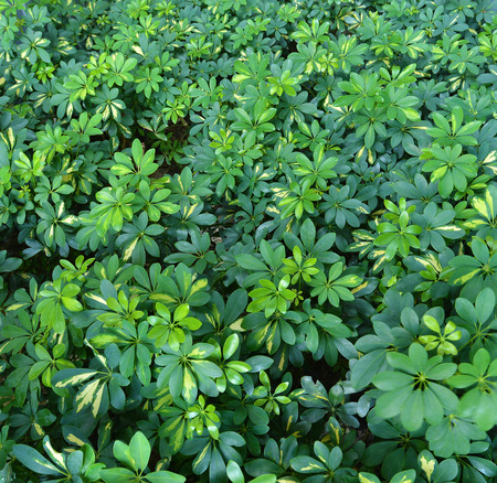 Green lush plants background, close up nature bushの写真素材