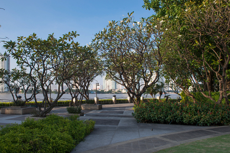 Public park with lush trees and blue skyの写真素材