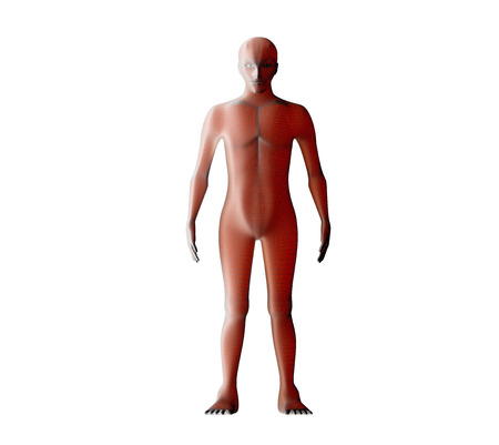 Anatomy of male muscular system. Red human wireframe hologram. 3d illustrationの写真素材