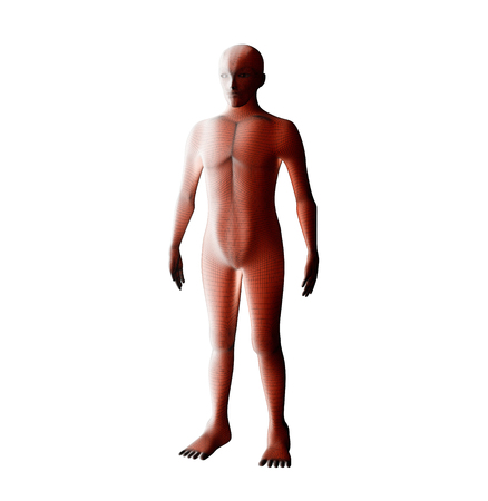 Anatomy of male muscular system. Red human wireframe hologram. 3d illustrationの写真素材