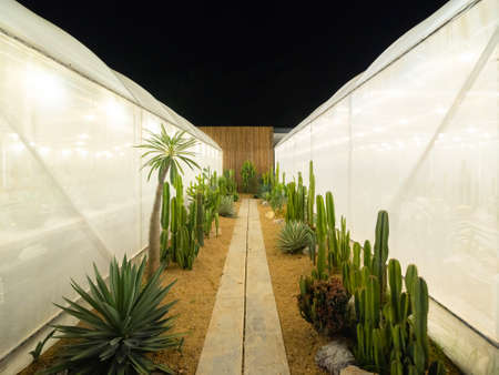 Cactus plants set with rocks in garden desert in industry farm in agriculture concept. Nature landscape background.の写真素材
