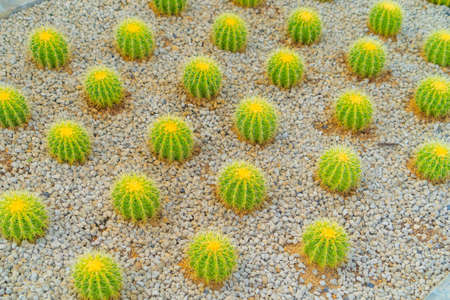 Cactus plants set with rocks in garden desert in industry farm in agriculture concept. Nature landscape background.の写真素材