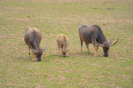 Thai Buffalo eating dry grass in a farm field. Animals in agriculture.の写真素材