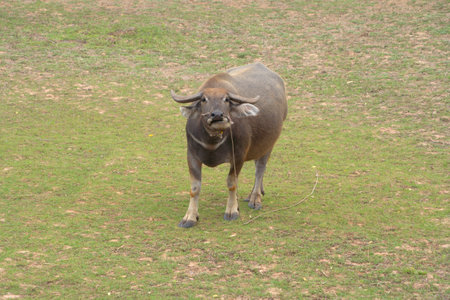 Thai Buffalo eating dry grass in a farm field. Animals in agriculture.の写真素材