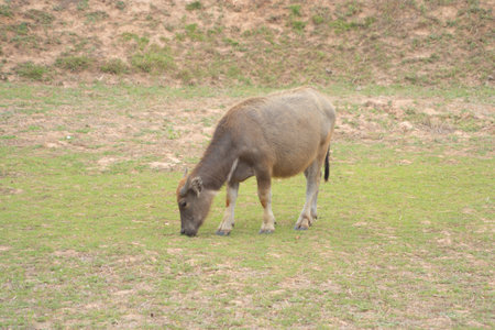 Thai Buffalo eating dry grass in a farm field. Animals in agriculture.の写真素材