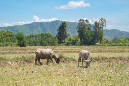 Thai Buffalo eating dry grass in a farm field. Animals in agriculture.の写真素材