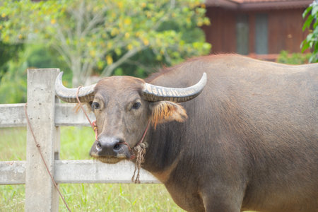 Thai Buffalo eating dry grass in a farm field. Animals in agriculture.の写真素材