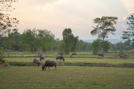 Thai Buffalo eating dry grass in a farm field. Animals in agriculture.の写真素材