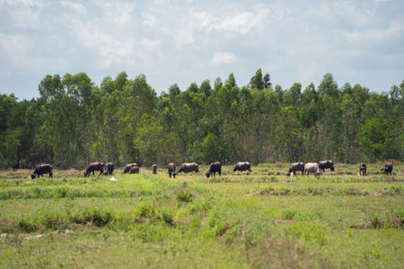 Thai Buffalo eating dry grass in a farm field. Animals in agriculture.の写真素材