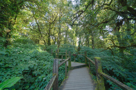 Tree tunnel in plantation, Thailand. Way through garden park in summer season. Nature landscape background.の写真素材