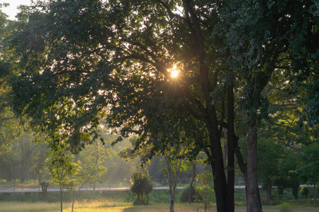 Forest trees in plantation, Thailand. Way through garden park in summer season. Nature landscape...