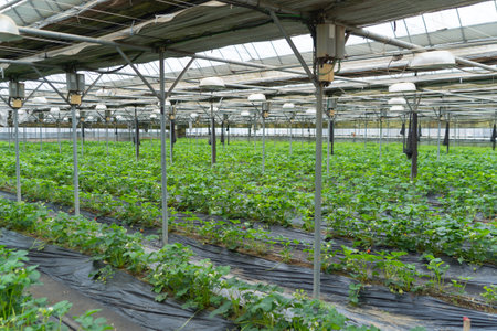 Row of fresh strawberry fruits. Raw organic healthy food in garden farm. Cooking and eating products. Vitamin. Cultivationの写真素材