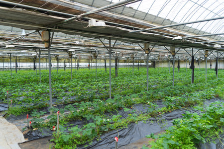 Row of fresh strawberry fruits. Raw organic healthy food in garden farm. Cooking and eating products. Vitamin. Cultivationの写真素材