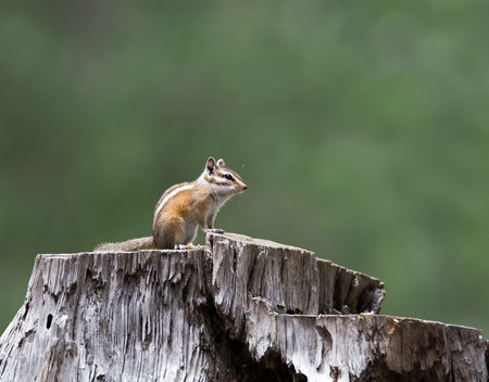 A Squirrel at Woods Canyon Lake takes a moment to rest.   File  081215-0236-2eの写真素材