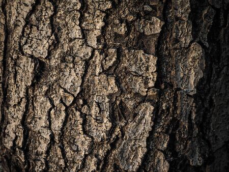wooden textureの写真素材