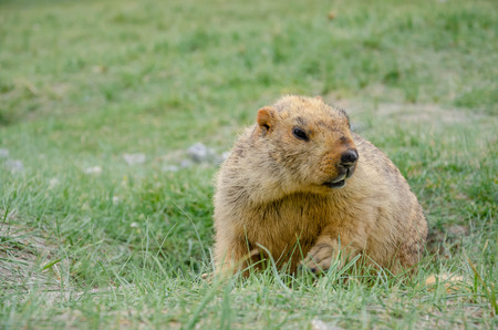 Brown furry marmot wild animal at Leh ladakh, Jammu and Kashmir, Ladakh, Indiaの写真素材