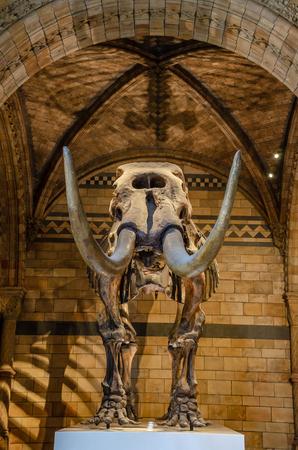 LONDON, UNITED KINGDOM - July 11, 2018 : Model of dinosaur tyrannosaurus Rex and visitors in Natural history museum in London, United Kingdom.のeditorial素材