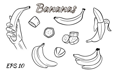 Vector set of bananas. Banana in hand, banana slices, bananas in a bunch.のイラスト素材