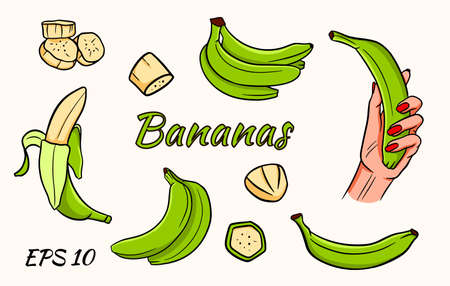 Vector set of bananas. Banana in hand, banana wedges, bananas in a bunch. Green bananas.のイラスト素材