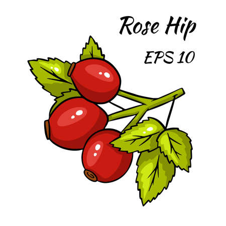 Bright rosehip isolated. Vector illustration isolated on white background. Rosehip for design or postcard decoration.のイラスト素材