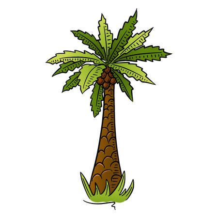 Palm. Tropical tree. Exotic flora. Cartoon style. Illustration for design and decoration.のイラスト素材