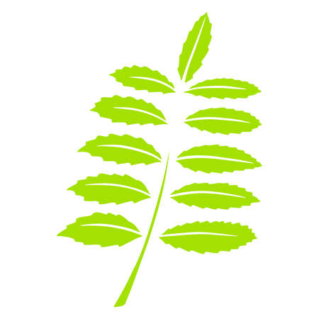 Leaflet. Carved leaf. Cartoon style. Illustration for design and decoration. For registration of invitations, business cards. Creation of frames.のイラスト素材