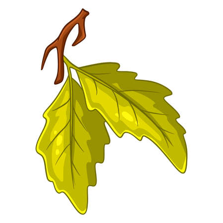 A small twig with two oak leaves. Cartoon style. Vector illustration for design and decoration.のイラスト素材