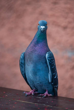The city pigeon sits on the board against the background of a brick wall. Wild pigeon on the street.の写真素材