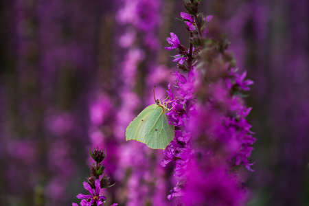 Green lemongrass butterfly sits on a purple flower. Flower meadow, nature and insects.の写真素材