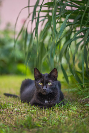 A wild black cat lies in the grass. A black cat is resting on the lawn under a tree.の写真素材