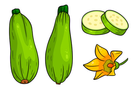 Zucchini set. Fresh sliced zucchini and flower. In a cartoon style. Vector illustration for design and decoration.のイラスト素材