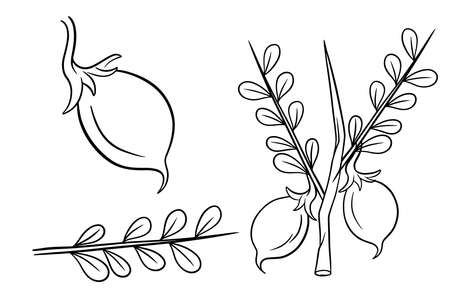 A set of chickpeas. Fresh chickpeas on a twig with leaves. In line style. Vector illustration for design and decoration.のイラスト素材