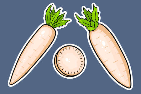 Daikon set. Fresh daikon and sliced wedges. In cartoon style stickers. Vector illustration for design and decoration.のイラスト素材
