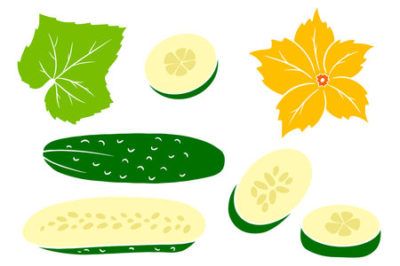 Cucumber set. Fresh cucumbers, wedges, half a cucumber, flower and leaf. In a cartoon style. Vector illustration for design and decoration.のイラスト素材
